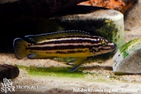 Julidochromis regani "Zambia" TR SM