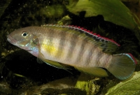 Wallaceochromis signatus